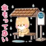 雨、梅雨、夏に使う❤️いやしばいぬ❤️柴犬