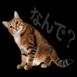 意外と使える！ネガティブなタイプの猫たち