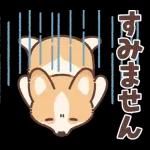コーギーにとっての雨季と初夏