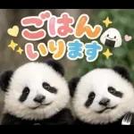 飛び出す♡パンダの家族連絡