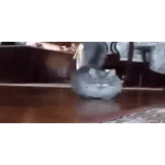 котики