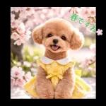 春♡とってもかわいいトイプードル