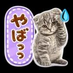 かわいい猫の写真 ぷくぷく