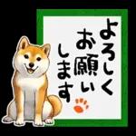 柴犬ワンダフル！！！！！