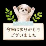 気持ち伝わる癒やしシーズー