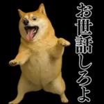 ガンギマリの柴犬＠エロ・日常会話