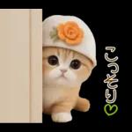 スコティッシュ猫 カラフル帽 夏 敬語