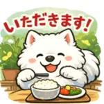 超かわいいサモエド犬の日常 普段使いに！
