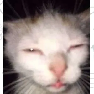 getsticker.com