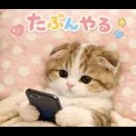 飛び出す♡やる気ないにゃんこ