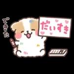 ふわふわシーズー 3歳児