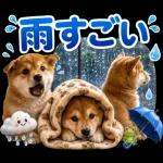 飛び出す♡雨の日わんこ