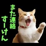 島根出雲弁☆にゃんこ