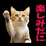 島根出雲弁☆にゃんこ