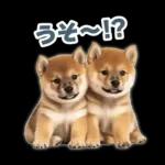 リアクションする柴犬【連絡用・日常会話】