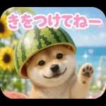 とびだす★夏 柴犬★わんこ♡犬
