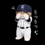 野球をする猫