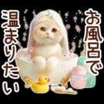 冬の猫のスコティッシュ【よく使う言葉】