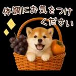 大人かわいい秋の癒し柴犬