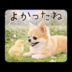 春のほんわかチワワ♡