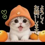 スコティッシュ猫 カラフル帽 夏 敬語
