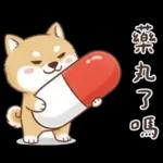 柴犬可愛諧音梗