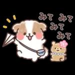 ふわふわシーズー 3歳児