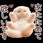 冬の猫のスコティッシュ【よく使う言葉】