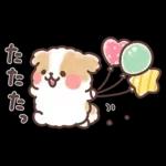 ふわふわシーズー 3歳児