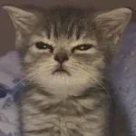 Pegatinas para expresar tu estado de ánimo