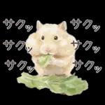 ゴールデンハムスター♡キンクマ