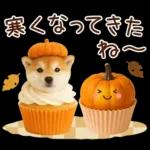 大人かわいい秋の癒し柴犬