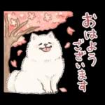 Samoyed-san in Spring