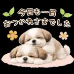 気持ち伝わる癒やしシーズー
