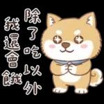 柴犬可愛諧音梗