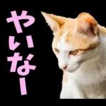 島根出雲弁☆にゃんこ