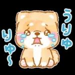 大人の夏❤️いやしばいぬ❤️柴犬
