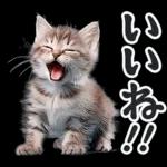 リアルな子猫ミーム（秋ハロウィン）