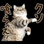 うんこ★リアルな猫