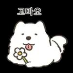 왕털뭉치 사모예드