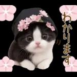 可愛いハチワレ猫 春の思いやり 敬語