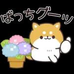 飛びだす！お返事シバイヌくん（雨の日）