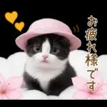 可愛いハチワレ猫 春の思いやり 敬語