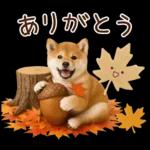 大人かわいい秋の癒し柴犬