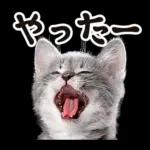 リアルな子猫ミーム（秋ハロウィン）