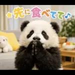 飛び出す♡パンダの家族連絡