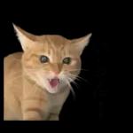 チャイさんの日常