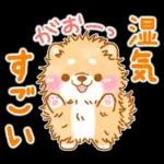雨、梅雨、夏に使う❤️いやしばいぬ❤️柴犬