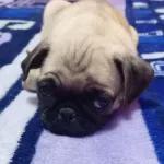 en el nombre de yesus