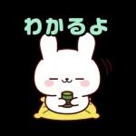 連絡白うさちゃん